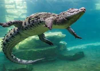 Ilmuan Pakar Genetika Ekologi IPB Temukan Cara Komunikasi Buaya