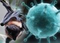 Viral! Virus Nipah Sebabkan 2 Orang di India Meninggal