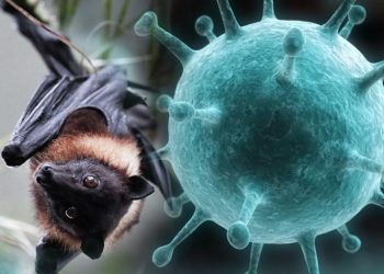 Viral! Virus Nipah Sebabkan 2 Orang di India Meninggal