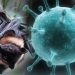 Viral! Virus Nipah Sebabkan 2 Orang di India Meninggal